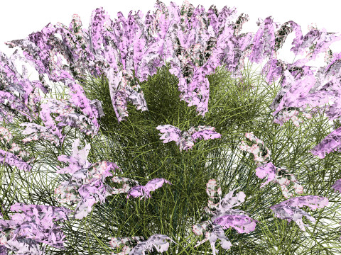 British Lavandula BeeZee Pack 3D 模型