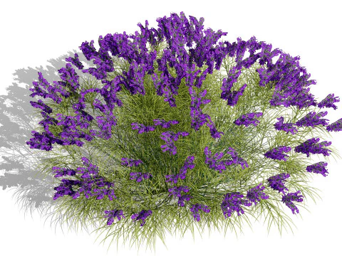 Pacchetto Lavandula BeeZee britannico Modello 3D