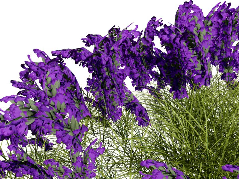 Pacchetto Lavandula BeeZee britannico Modello 3D