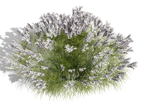 British Lavandula BeeZee Pack 3D 模型