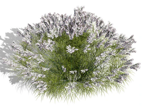 Pacchetto Lavandula BeeZee britannico Modello 3D