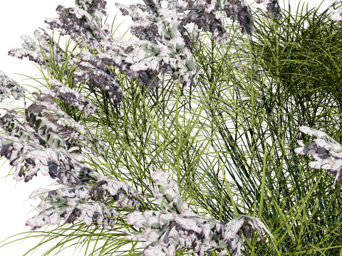 British Lavandula BeeZee Pack 3D 模型