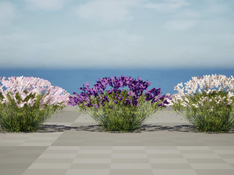Pacchetto Lavandula BeeZee britannico Modello 3D