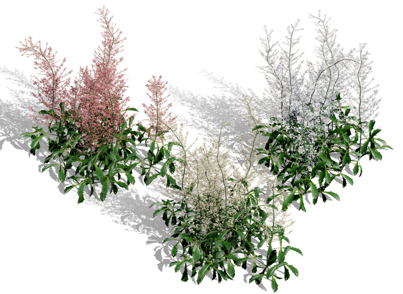 Hennie Graafland Astilbe Modelo 3D .c4d .max .obj .3ds .fbx .stl .blend