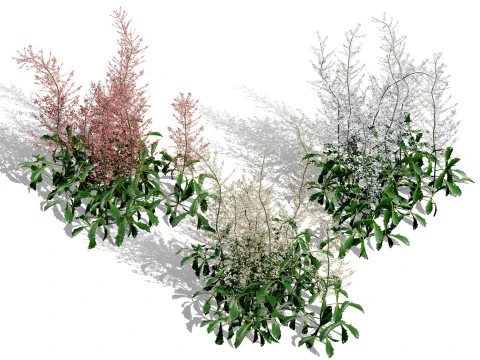 Астильба Хенні Графланд 3D Модель