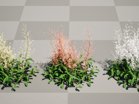 Hennie Graafland Astilbe Modelo 3D