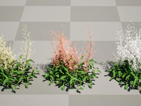 Hennie Graafland Astilbe 3D Model