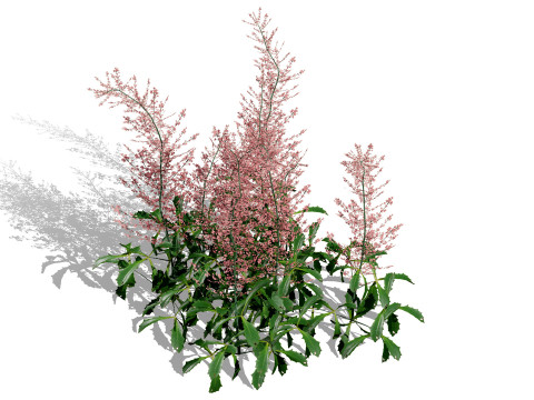 Hennie Graafland Astilbe Modelo 3D