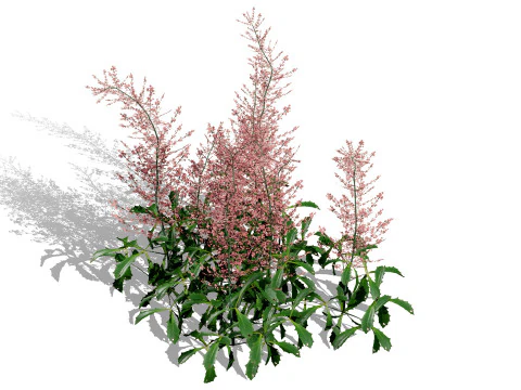 Hennie Graafland Astilbe 3D Model