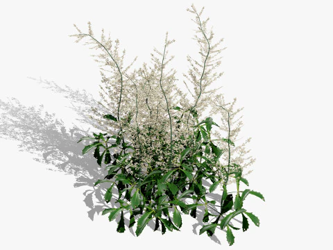 Hennie Graafland Astilbe 3D Model