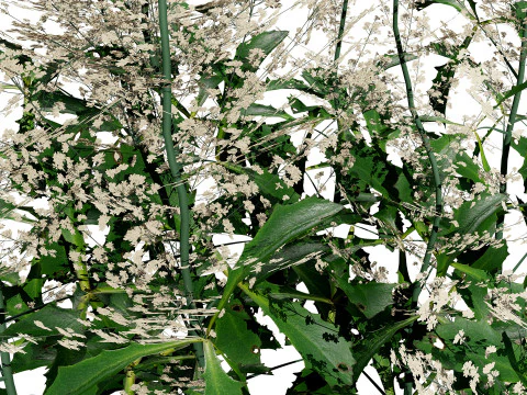 Hennie Graafland Astilbe 3D Model