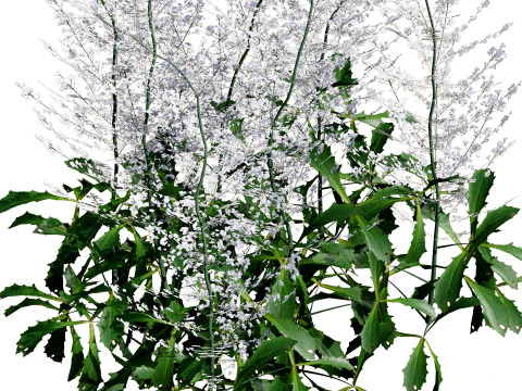 Hennie Graafland Astilbe 3D Model