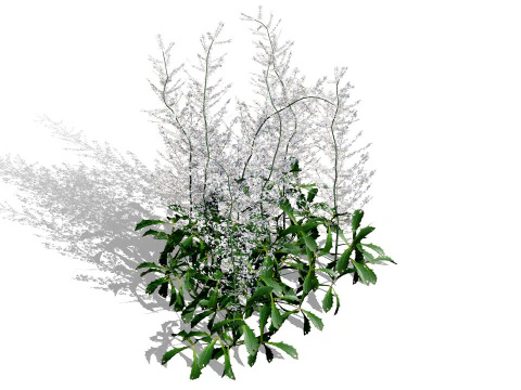 Hennie Graafland Astilbe 3D Model
