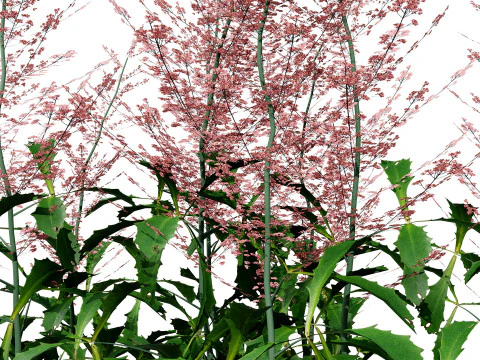 Hennie Graafland Astilbe 3D Model
