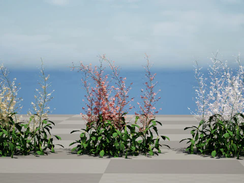Hennie Graafland Astilbe 3D Model
