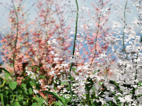 Hennie Graafland Astilbe 3D Model