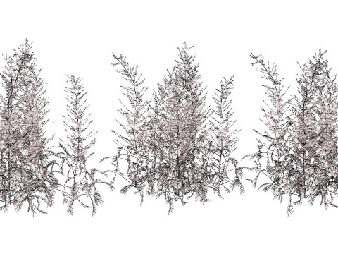Hennie Graafland Astilbe Modelo 3D