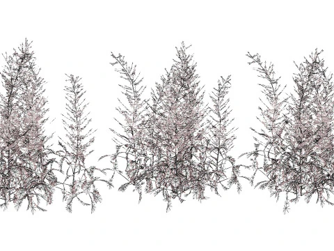 Hennie Graafland Astilbe 3D Model