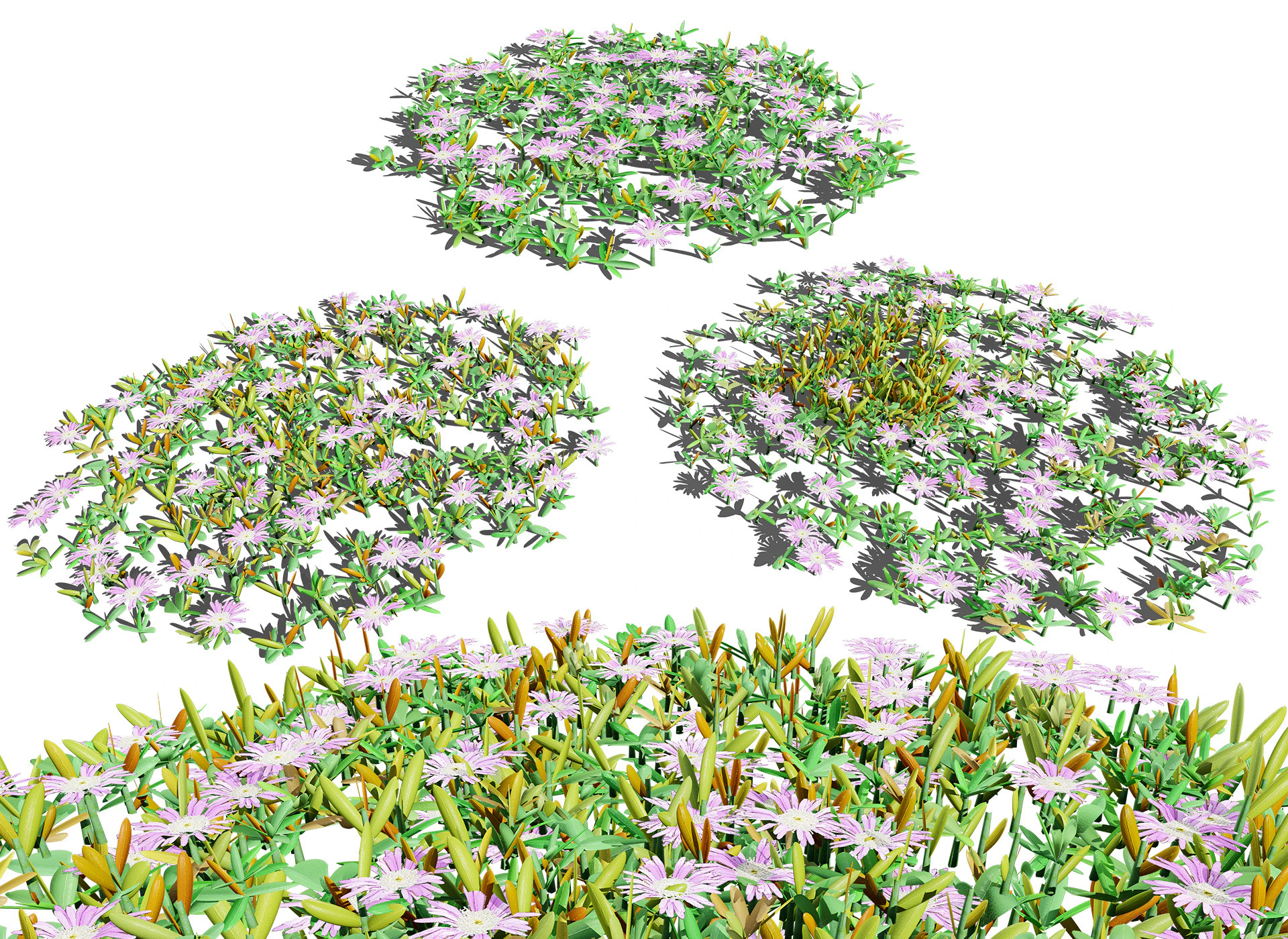 UK Purple Dewplant Pack 3D Model .c4d .max .obj .3ds .fbx .stl .blend