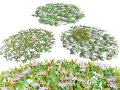 UK Purple Dewplant Pack 3D Model