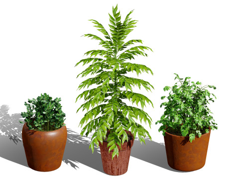 Realistic Potted Culinary Herbs s 3D Model