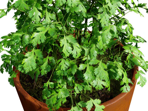 Realistic Potted Culinary Herbs s 3D Model