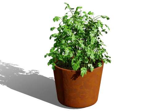 Realistic Potted Culinary Herbs s 3D Model
