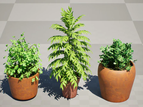Realistic Potted Culinary Herbs s 3D Model