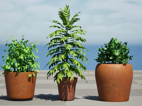 Realistic Potted Culinary Herbs s 3D Model