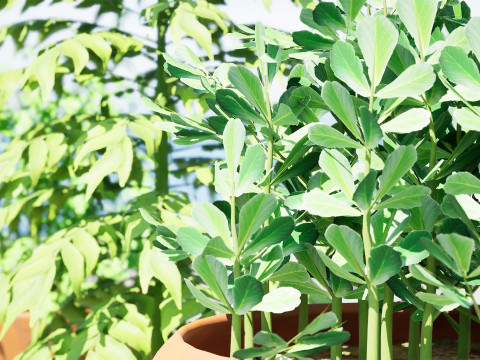 Realistic Potted Culinary Herbs s 3D 模型