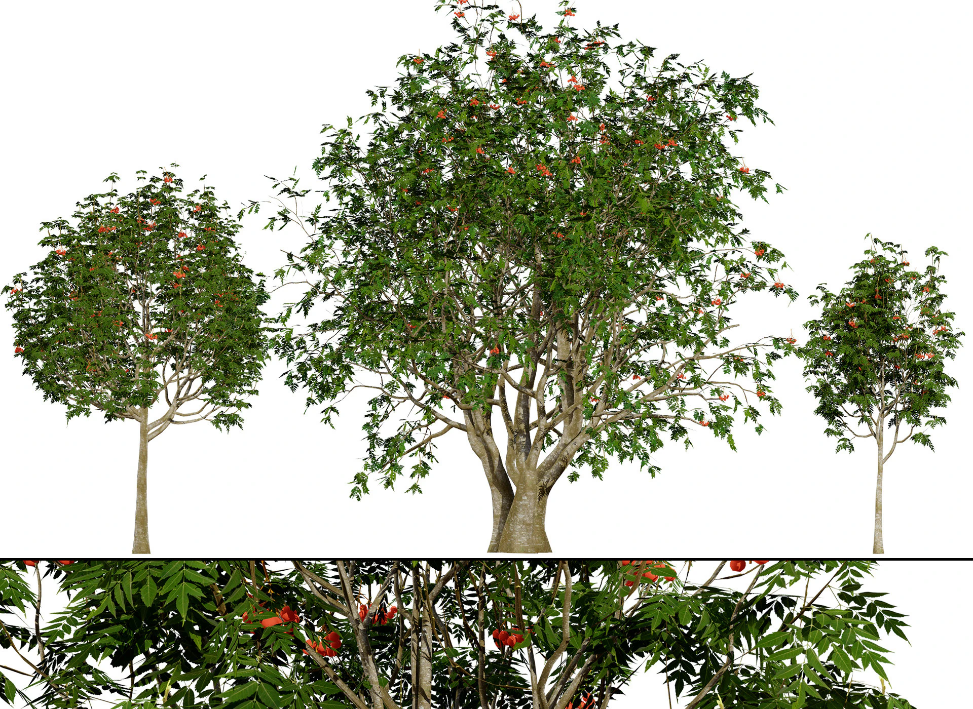 UK Rowan Tree Pack 3D Model .c4d .max .obj .3ds .fbx .stl .blend 