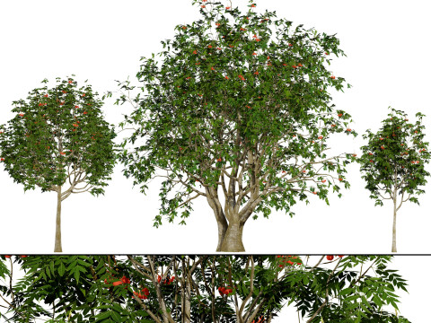 UK Rowan Tree Pack Model 3D