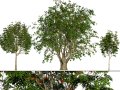 UK Rowan Tree Pack 3D Model