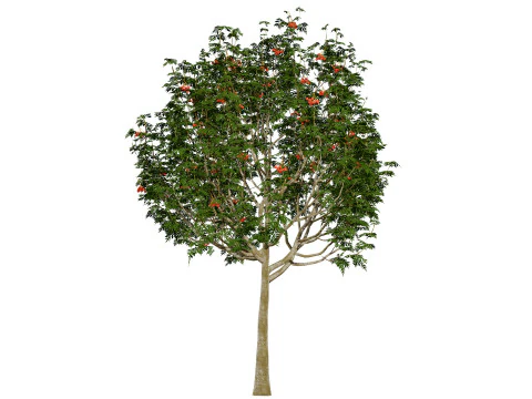 UK Rowan Tree Pack 3D Model