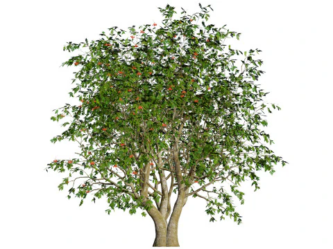 UK Rowan Tree Pack 3D Model