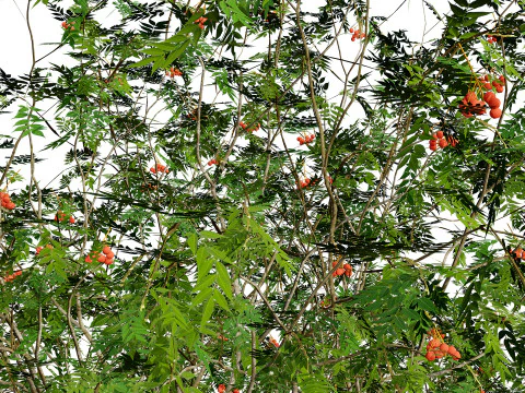 UK Rowan Tree Pack 3D Model