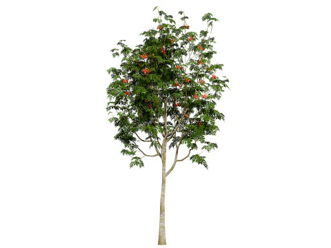 UK Rowan Tree Pack 3D Model