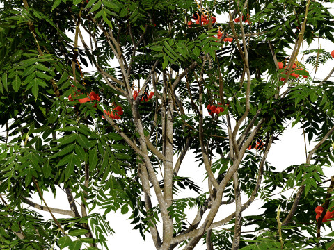 UK Rowan Tree Pack Modelo 3D