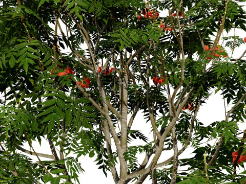UK Rowan Tree Pack 3D Model