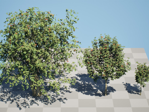 UK Rowan Tree Pack Modelo 3D