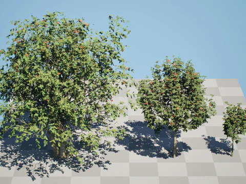 UK Rowan Tree Pack 3D Model