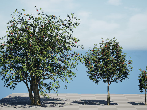UK Rowan Tree Pack Modelo 3D