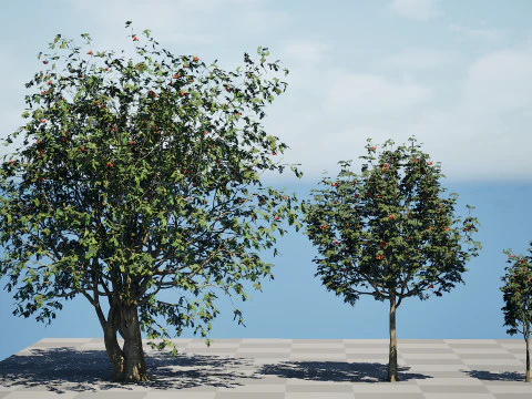 UK Rowan Tree Pack 3D Model