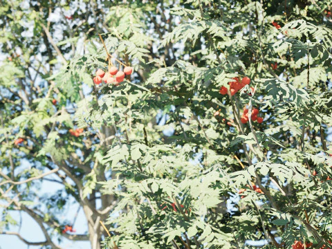 UK Rowan Tree Pack 3D Model