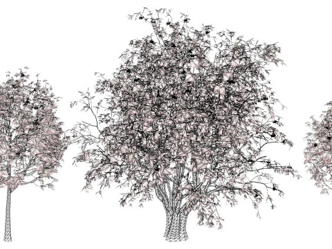 UK Rowan Tree Pack 3D Model