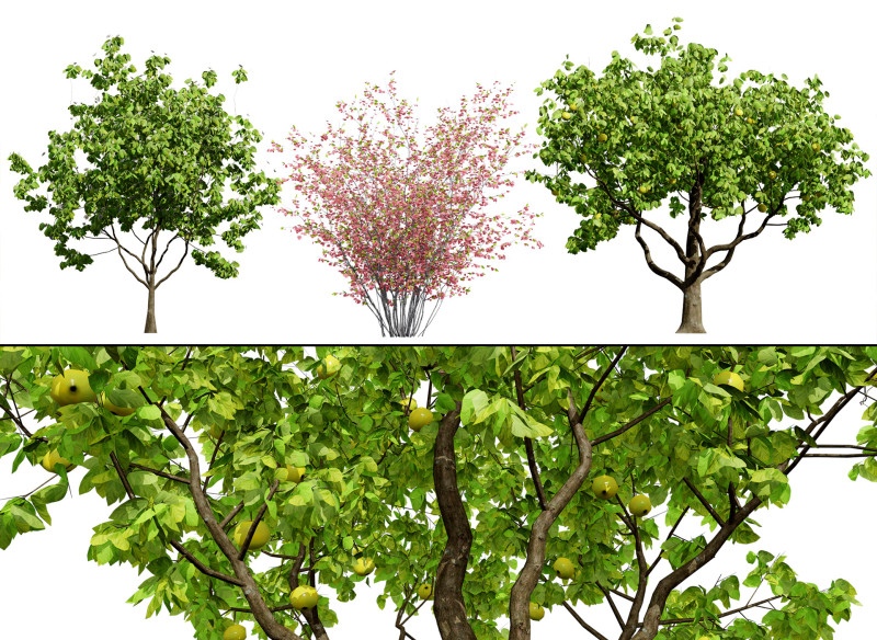 British Quince Tree Collection 3D Модель .c4d .max .obj .3ds .fbx .stl .blend 