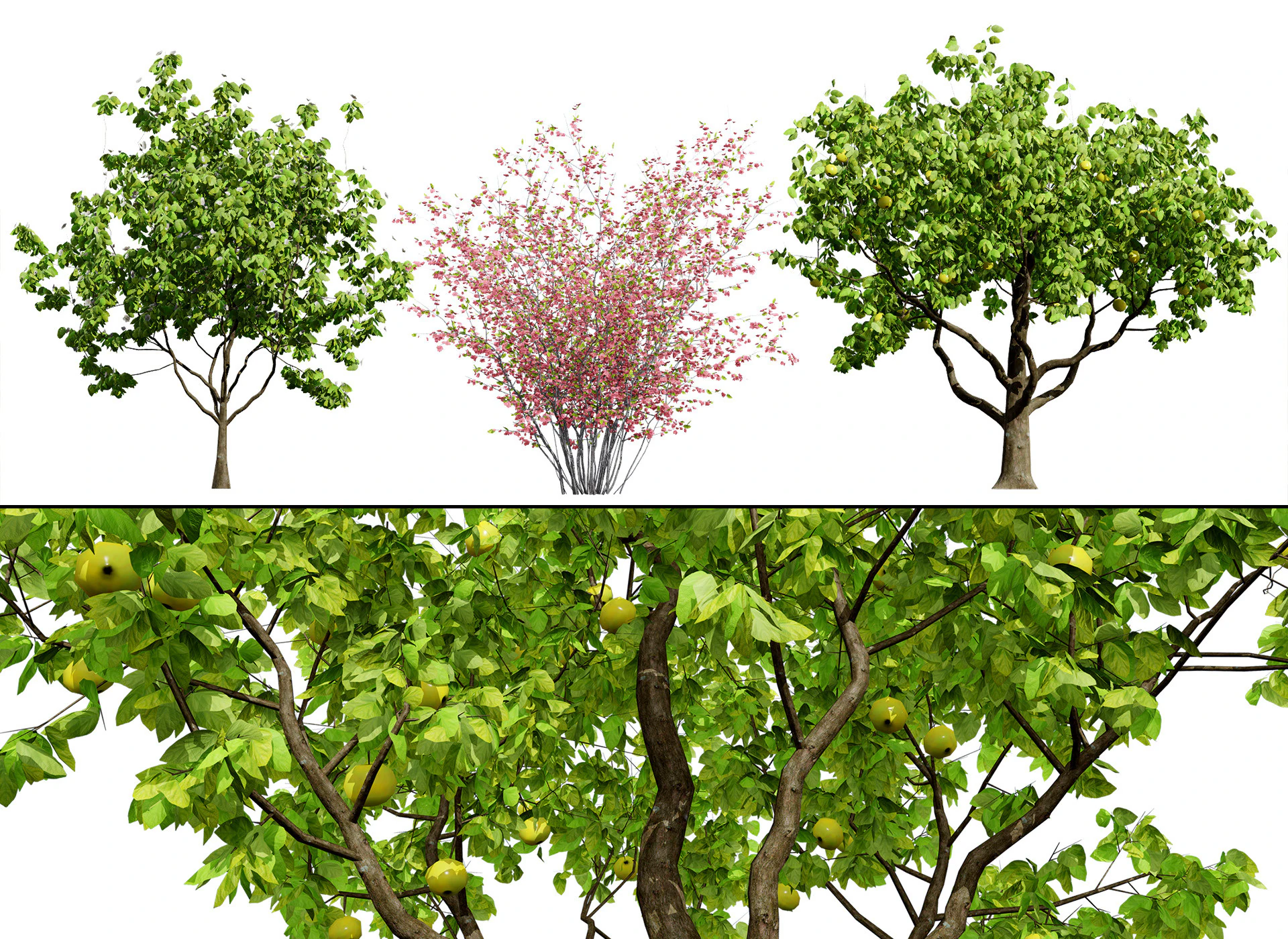 Collezione di alberi di mele cotogne britannici Modello 3D .c4d .max .obj .3ds .fbx .stl .blend 
