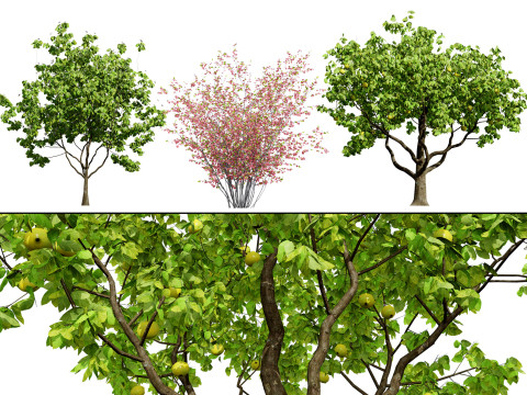 British Quince Tree Collection Modèle 3D