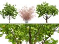 British Quince Tree Collection 3D Model
