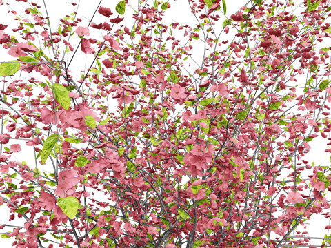 British Quince Tree Collection 3D Модель